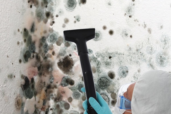 mold removal specialist Monterey Park